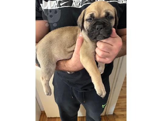 Κουτάβια Bullmastiff